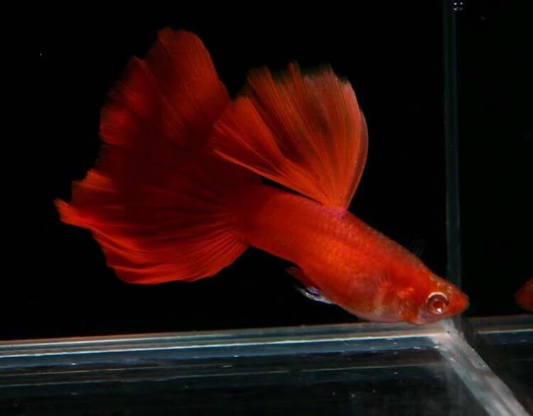 孔雀鱼活体活鱼巴西褶扇蓝礼服天空蓝凤尾鱼种鱼母孕鱼小型胎生鱼好养