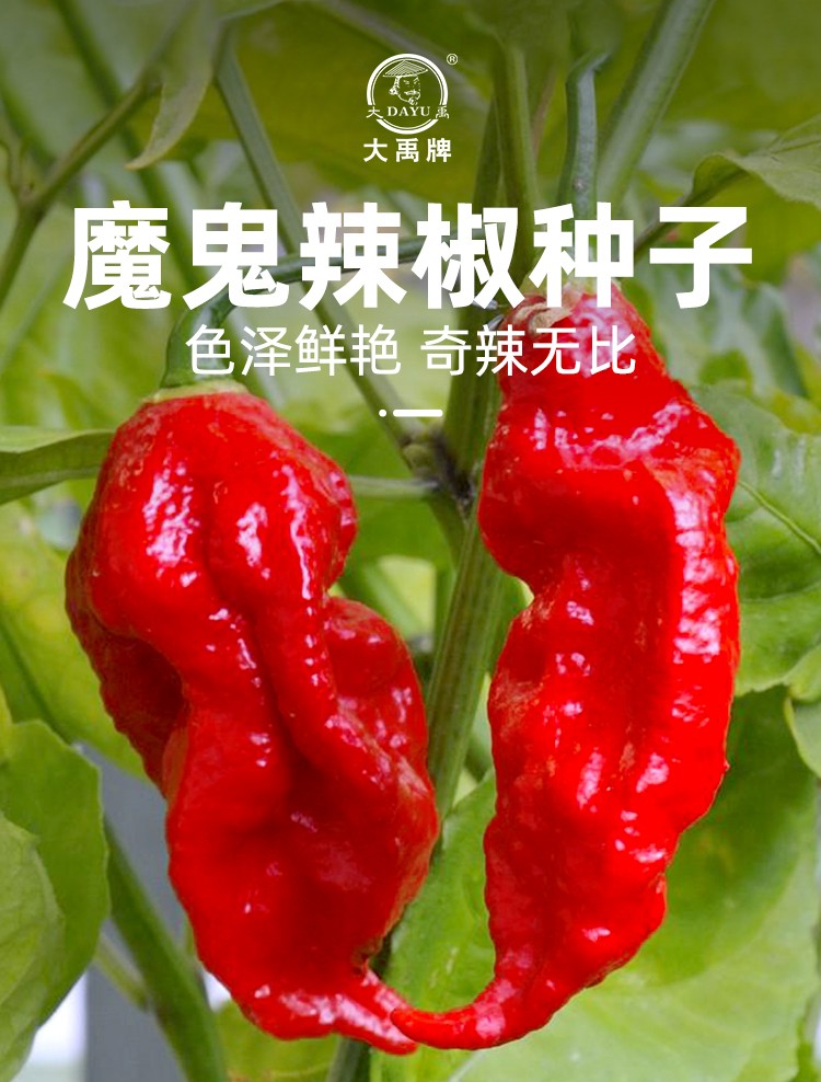 大禹 魔鬼辣椒种子特辣超辣本地 寿禾红魔鬼辣椒种子200粒装【图片