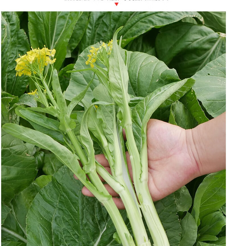 湖北新鲜白菜苔 新鲜菜心嫩菜芯菜薹 农家青菜打霜蔬菜顺丰 5斤【图片