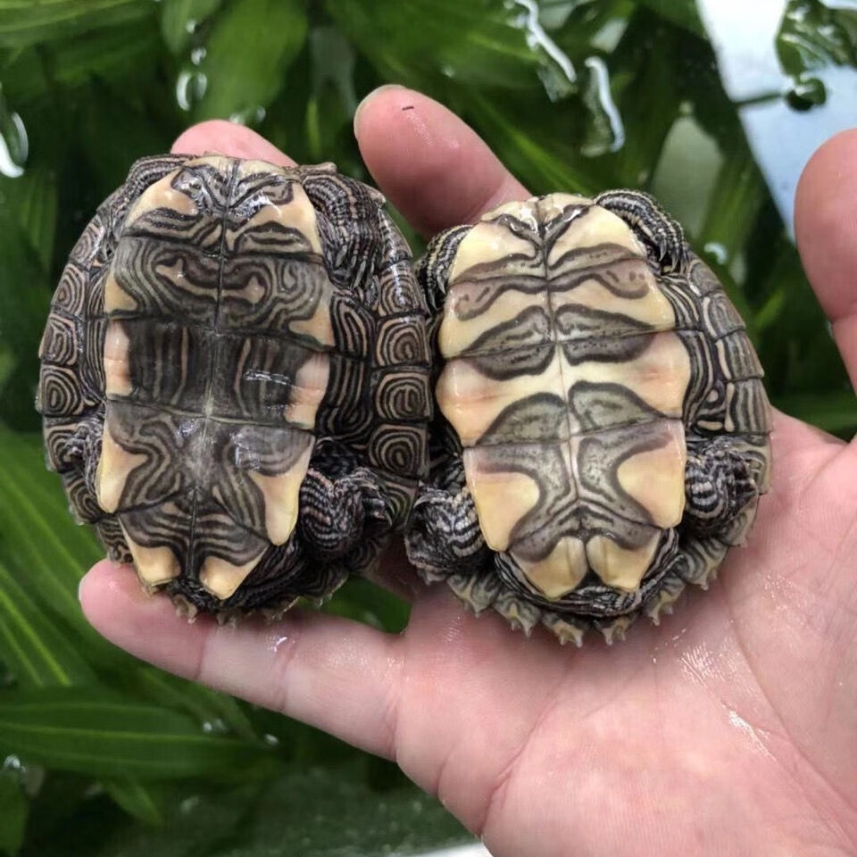 萌龟饲家地图龟活体招财龟观赏龟外塘深水龟小乌龟宠物乌龟活物45厘米