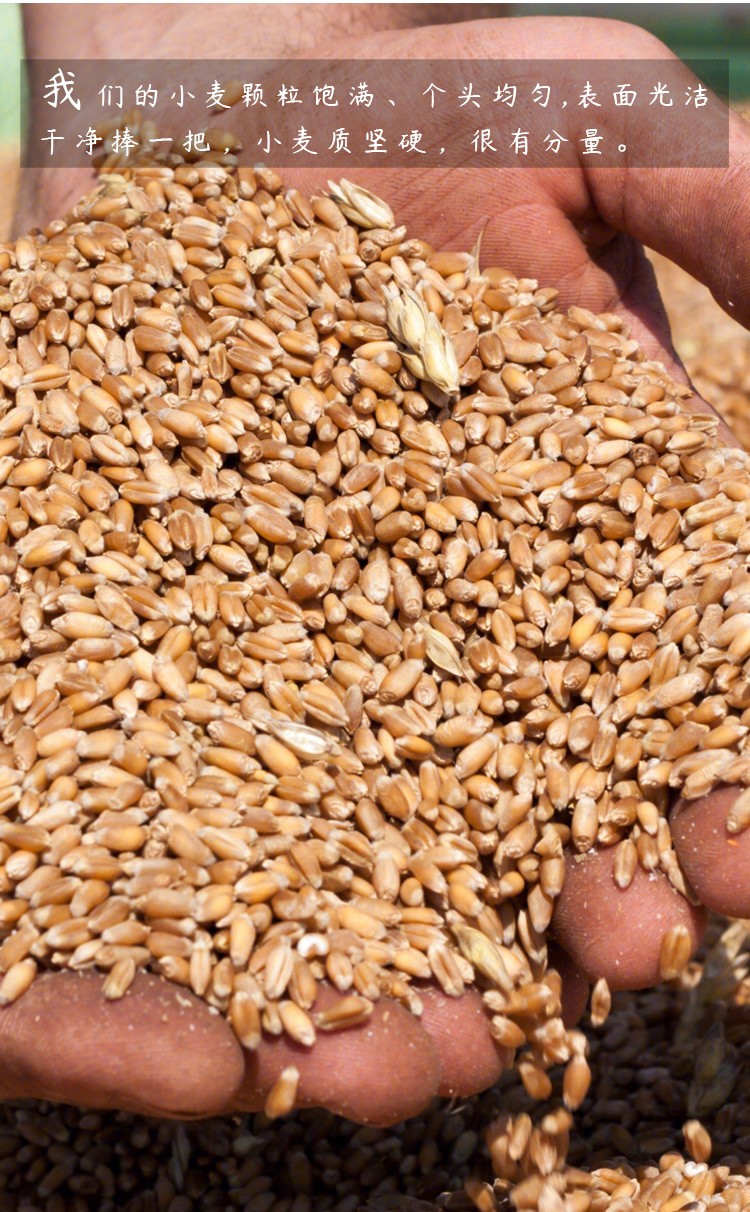 寿禾 优质小麦种子500克高产原种 优质小麦种子 5斤 【有包衣 不可做