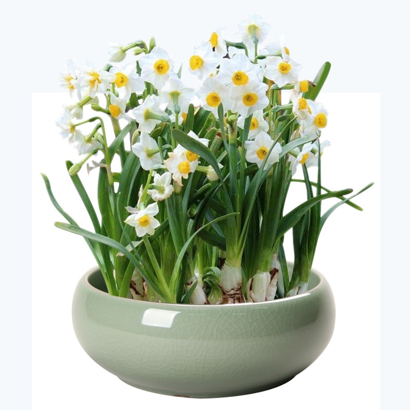 泰西丝水仙花种球 水培室内花卉水仙花绿植水培花卉盆栽植物花卉水仙