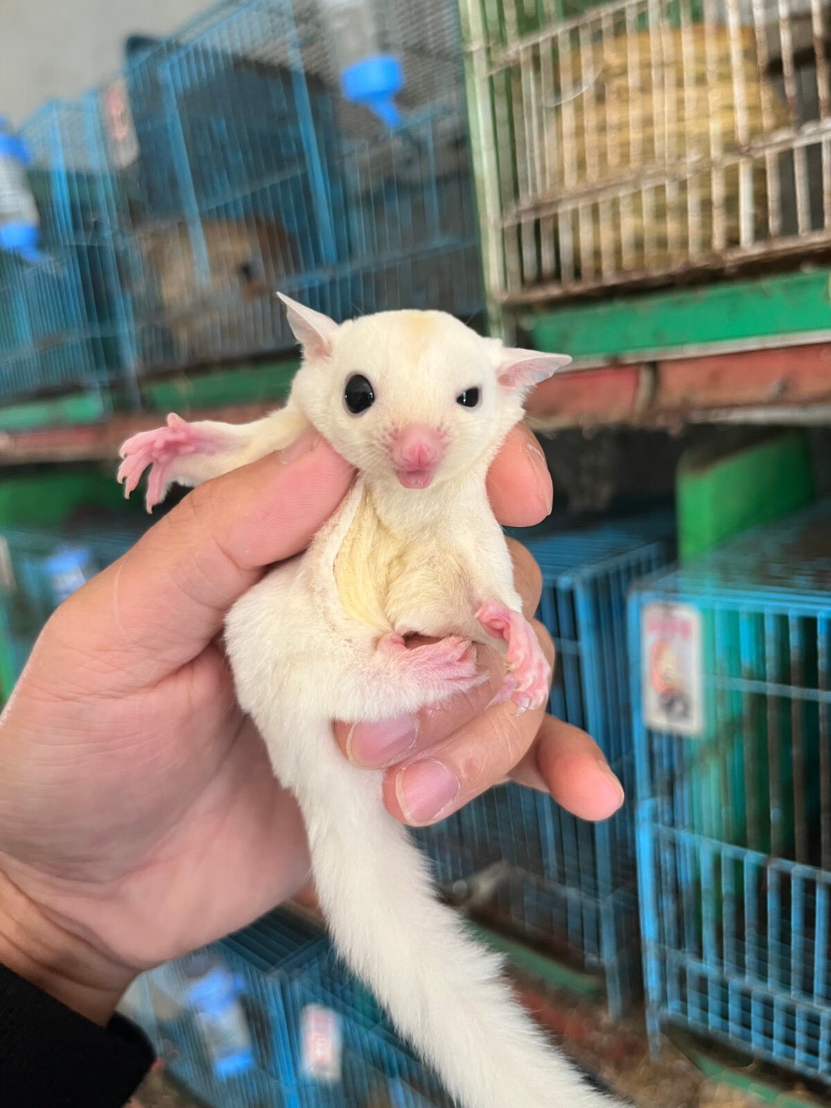 灵狐之家 蜜袋鼯活体宠物幼崽小飞鼠随身活物大眼鼠活体宠物 原色