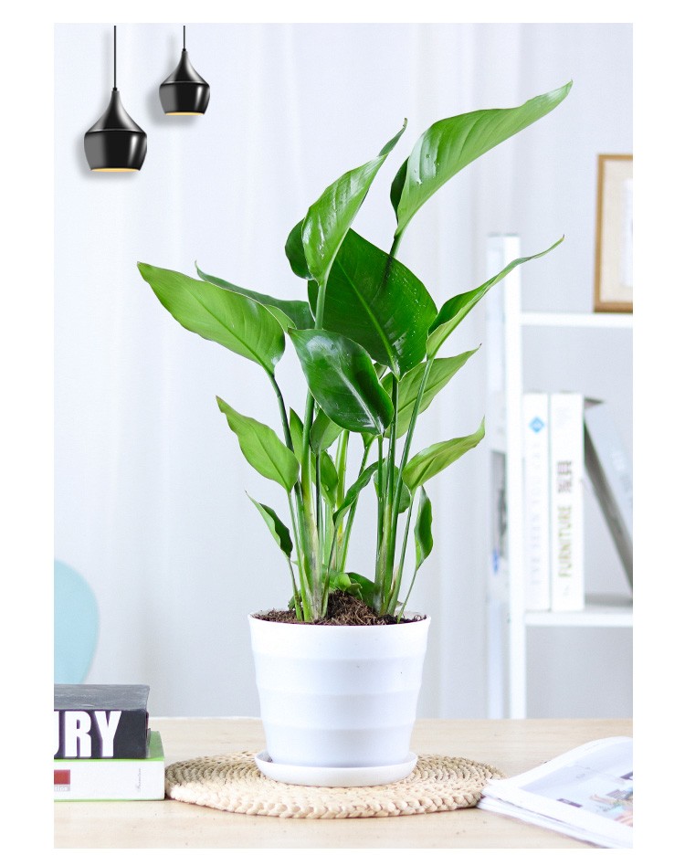 三十而已天堂鸟鹤望兰小盆栽室内客厅大型植物花卉水培办公室四季常青