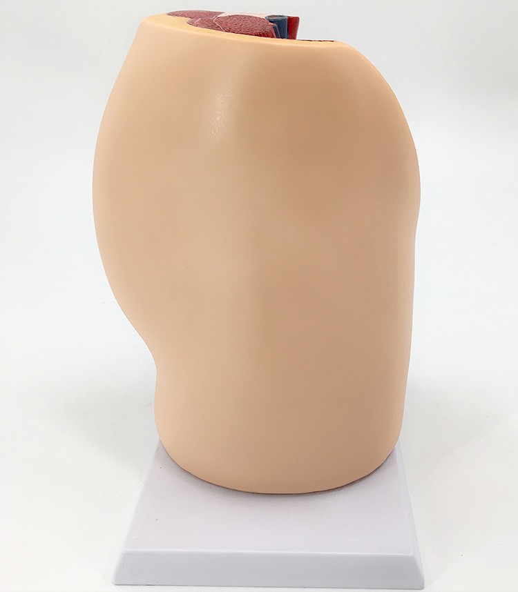 教学仿真女盆腔模型女性泌尿生殖系统标本正中矢状切计生模型盆腔矢状