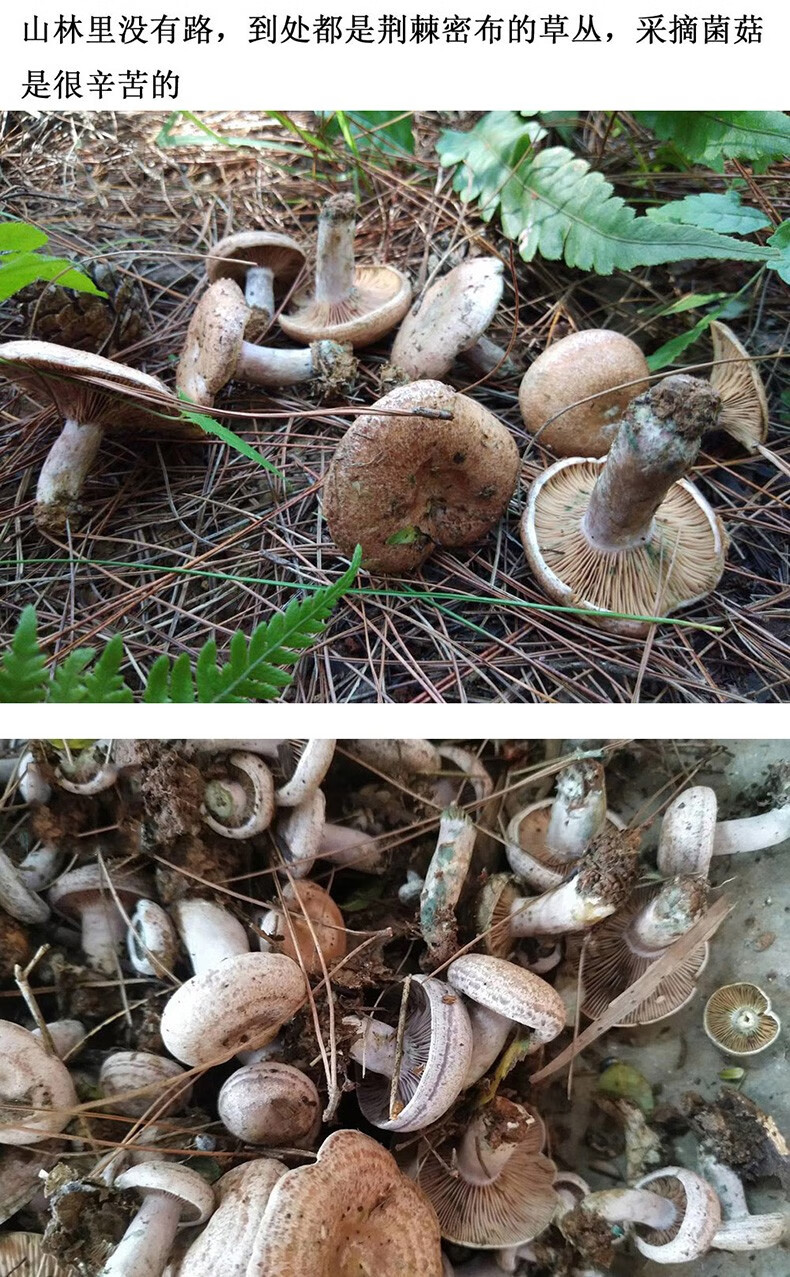 更多参数>>原产地:贵州净重:300-799g包装形式:简装类别:鸡枞菌品种