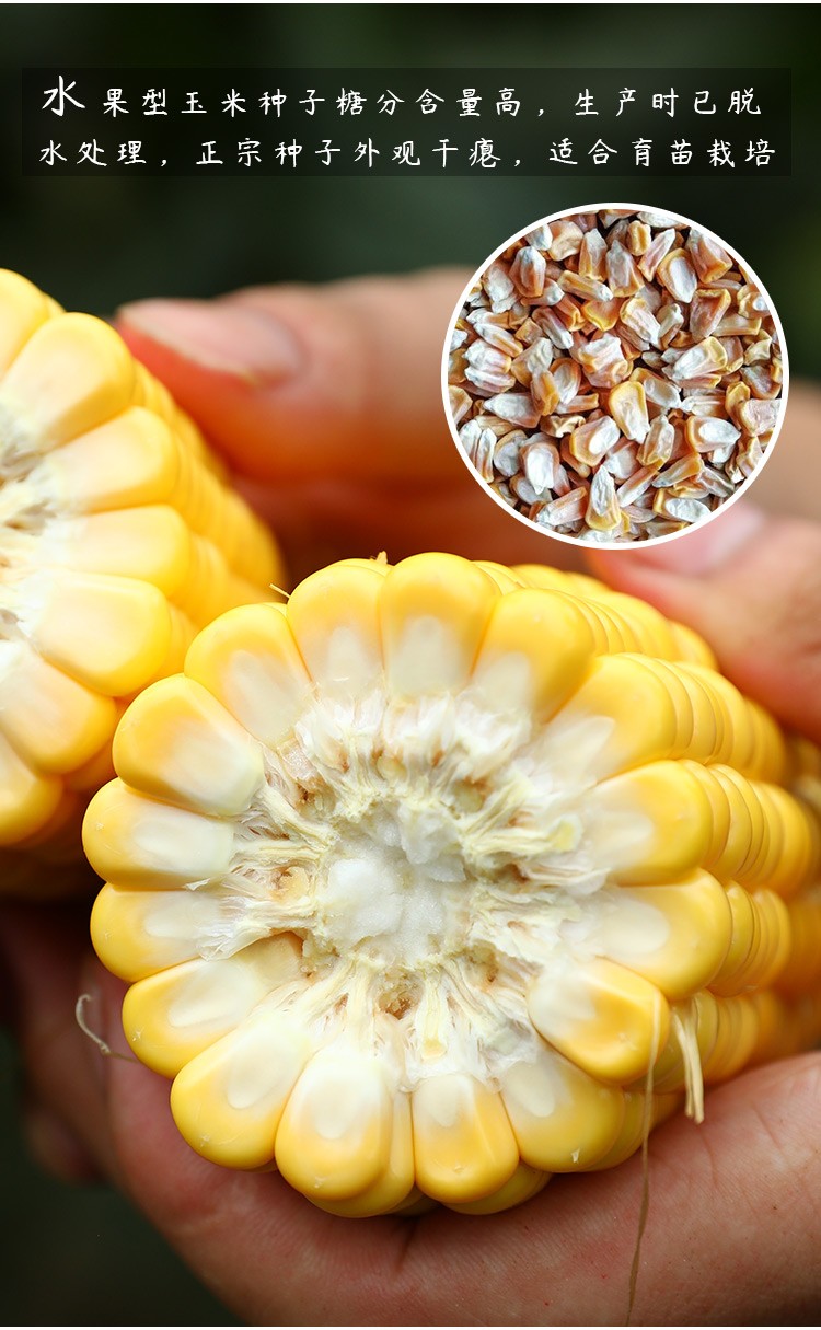 寿禾 脆甜水果玉米种子可生吃双色大棒 寿禾苏科甜1506水果玉米种子