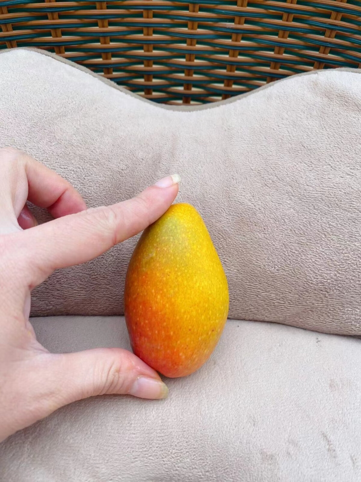 一口芒海南小贵妃芒果迷你小小果自然熟一口吃28斤净重2斤单果3070g小