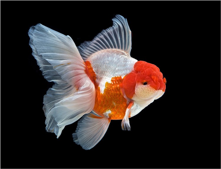 国粹百褶泰狮金鱼活鱼活体精品大尾巴泰狮小型冷水观赏鱼包活好养 10