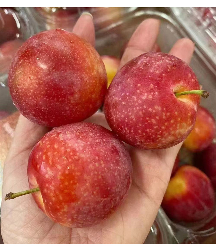 新鲜樱桃李爆甜多汁时令孕妇水果李子洋李子500g