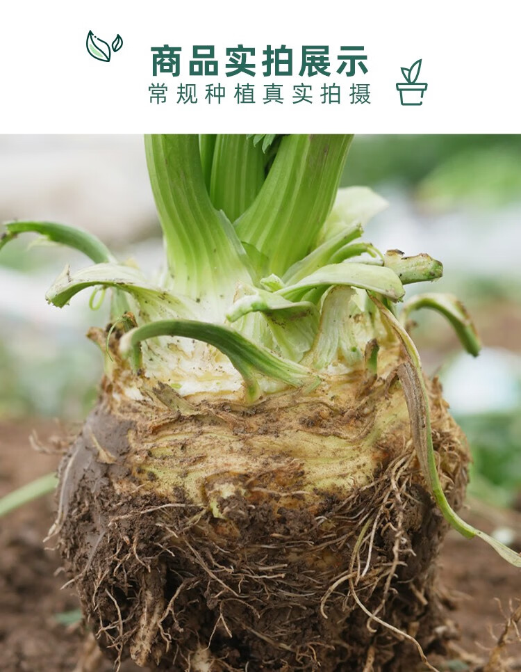 神禾 地中海根芹菜种子 东升根芹种子 100粒简装【图片 价格 品牌