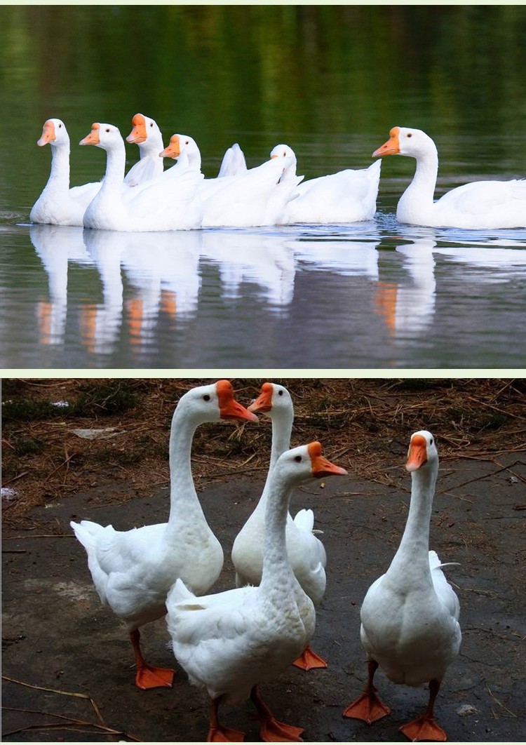 【jd顺丰】富祺元农家散养大白鹅土鹅嫩鹅整只 现杀鹅肉5斤6斤新鲜