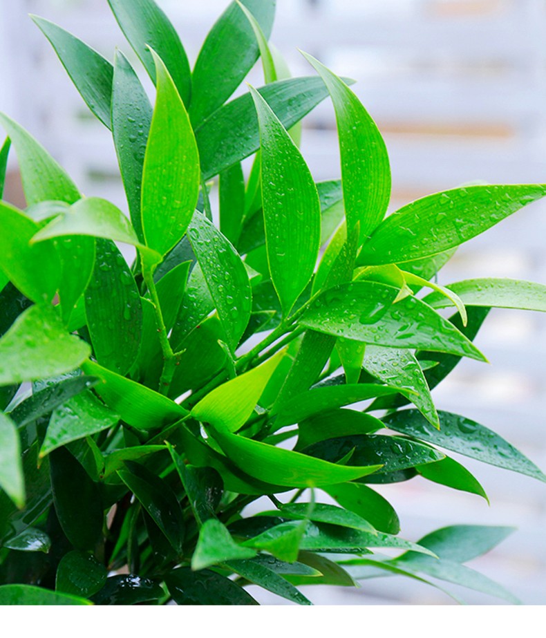 三品呈竹柏盆栽水培植物驱蚊驱蚊草富贵竹花卉室内四季常青绿植水养