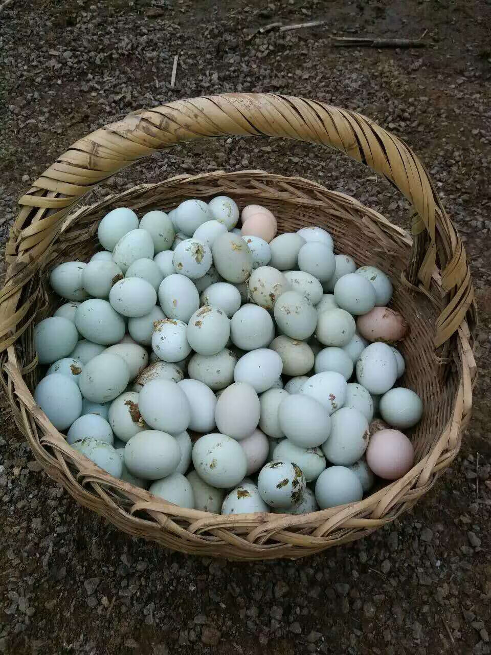 龙诚田园果园乌鸡蛋农家养乌鸡蛋现捡新鲜谷物虫草柴鸡蛋盒装散养乌鸡