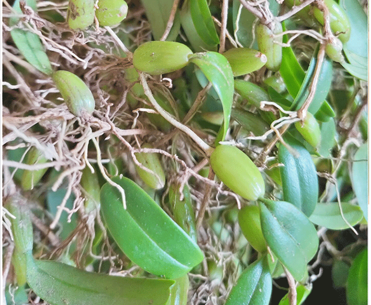 恬女神福建单叶石橄榄新鲜小号石橄榄炖汤煲汤配料石仙桃新鲜果蔬05kg