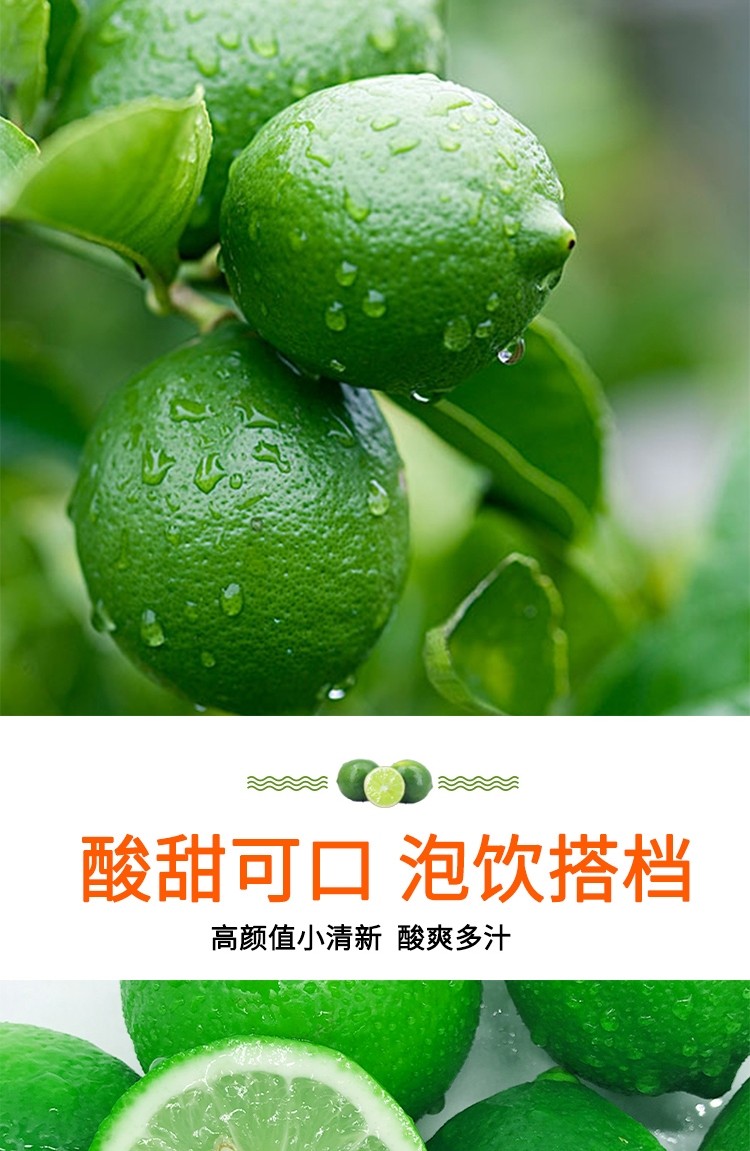 四川安岳柠檬新鲜青柠皮薄酸爽多汁香气酸柠檬奶茶店专用5斤中果丨单