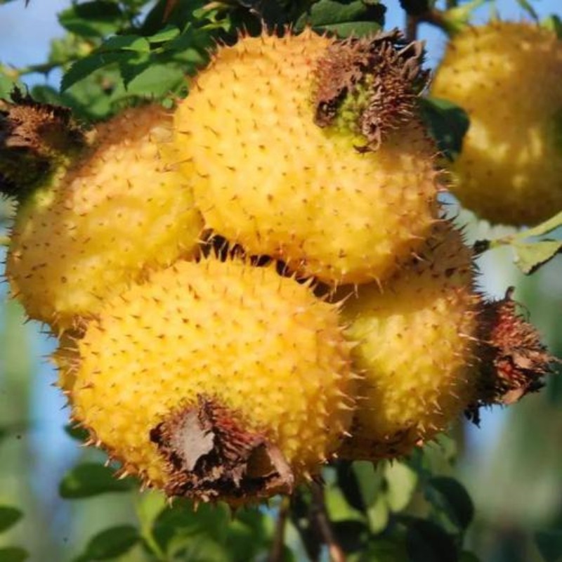 5斤装新鲜刺梨鲜果贵州特产水果维vc酸甜泡酒黄木梨子现货精选2500g