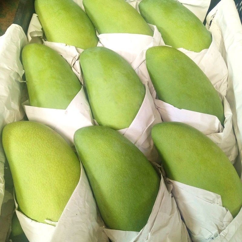 金煌芒果热带应季新鲜水果整箱大青芒玉芒水仙芒果9斤小果带箱