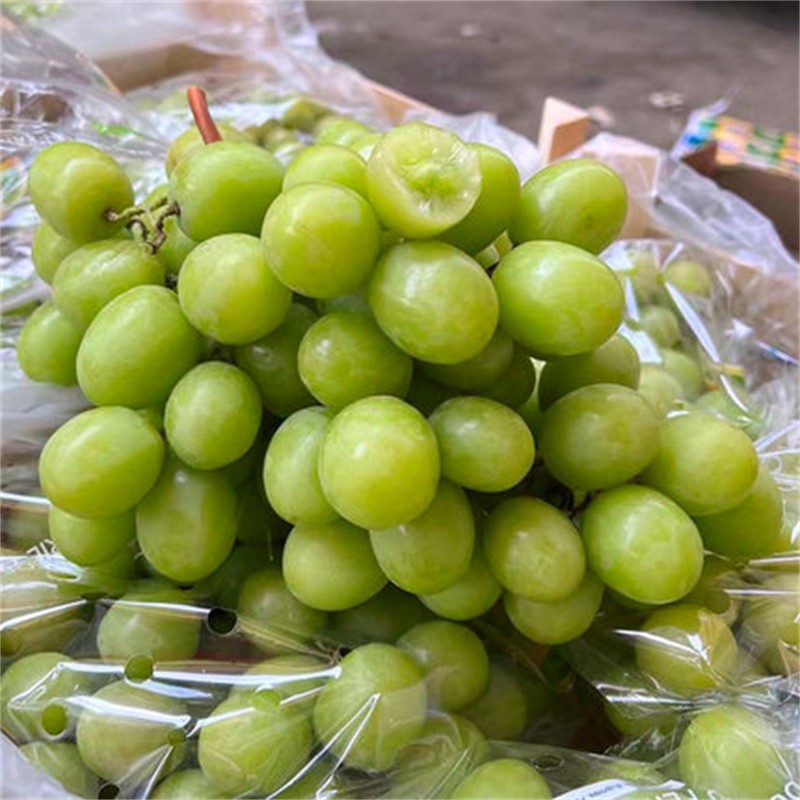 秋天脆无籽青提南半球当季新鲜水果提子葡萄特别脆甜2斤装