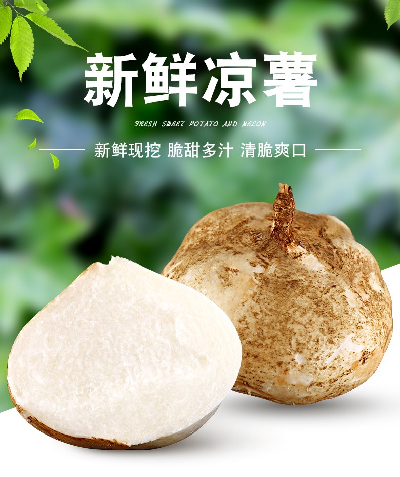 凉薯新鲜现挖白地瓜萝卜农家特产清甜水果沙葛土番薯5斤尝鲜装