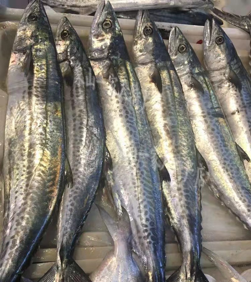 海鲜阁 宁波象山港川乌 洄游蓝点马鲛鱼 鰆鰞 川乌鱼 海鲜水产 顺丰速