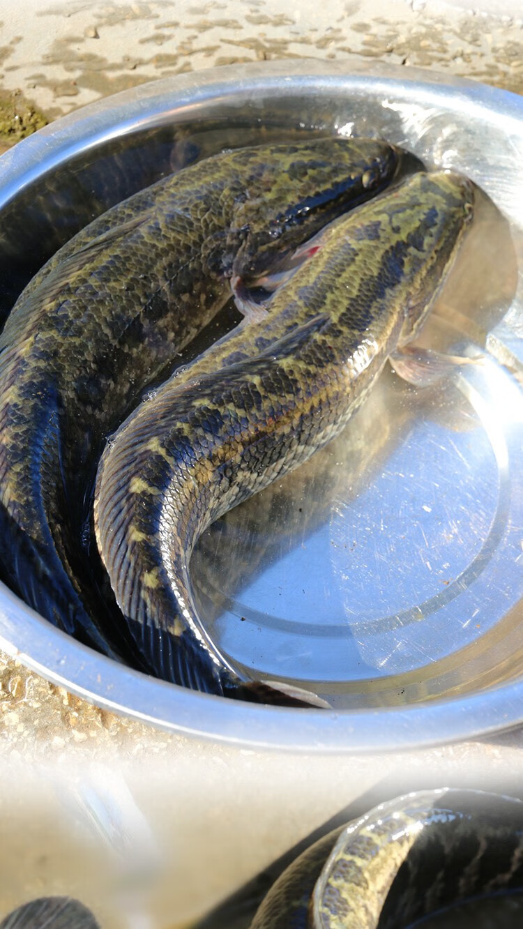 密农人家生态养殖黑鱼新鲜乌鱼生鲜海鲜水产1kg冰鲜发货野生鲜鱼鱼类