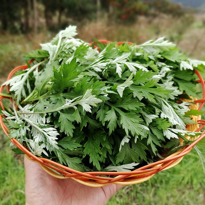 恬女神新鲜艾草 食用野菜生艾草叶 艾蒿 清明草糍粑艾粄青团嫩艾叶