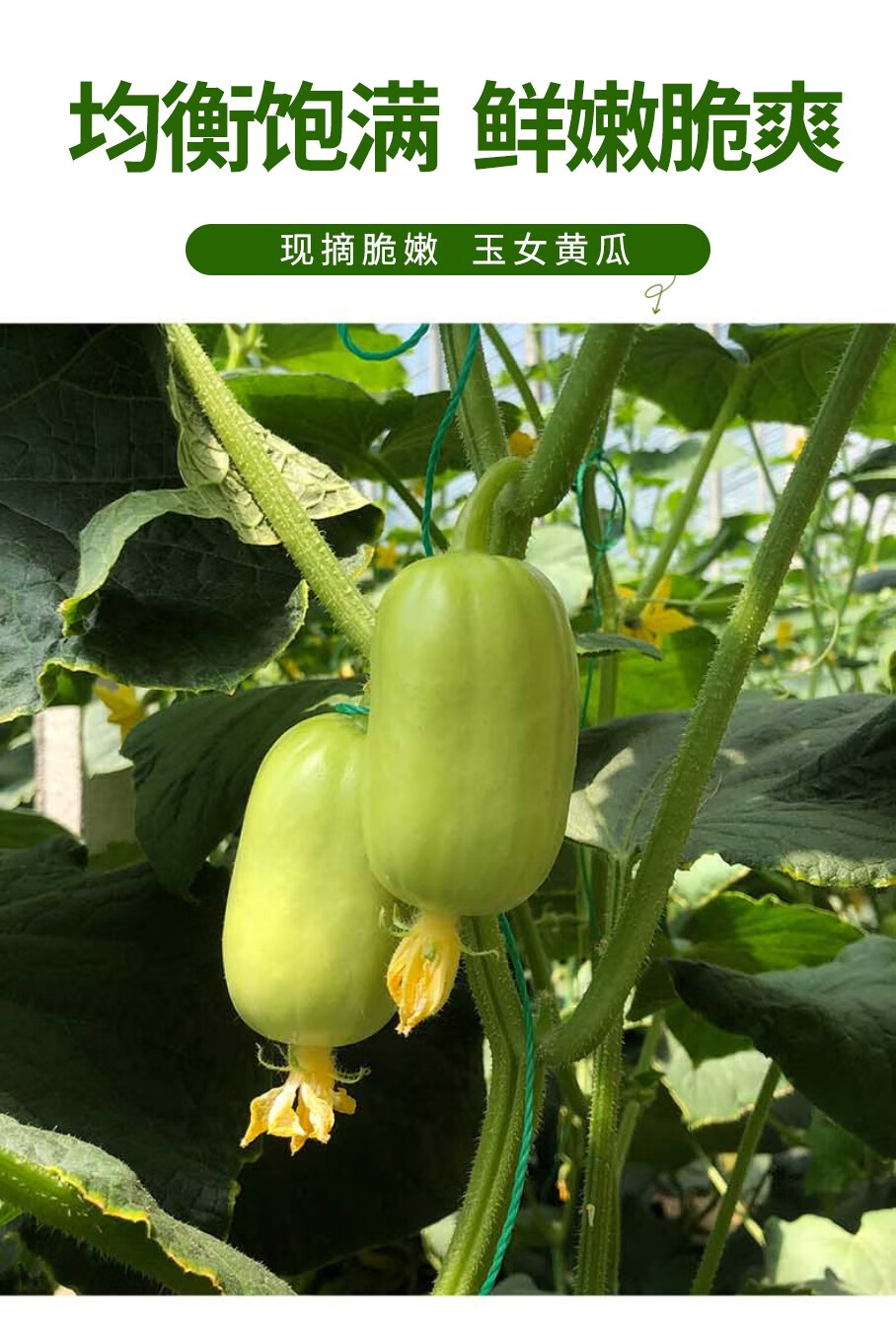 寻味君玉女黄瓜拇指小黄瓜水果新鲜蔬菜4斤装
