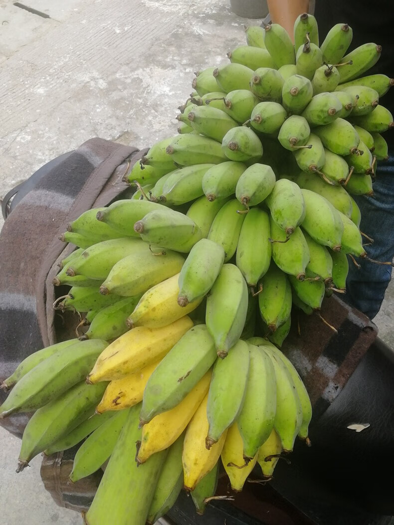 广东高州原生态粉蕉 3/5斤小时候的味道新鲜南蕉丑蕉芭蕉 果园直发