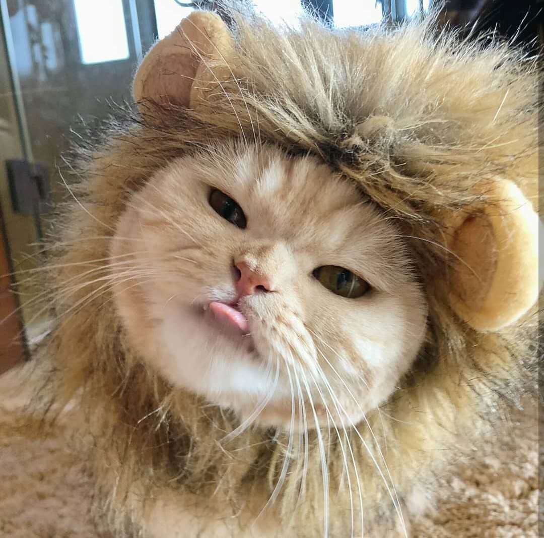 猫咪狮子头套小猫帽子可爱搞怪宠物拍照道具小狗狗装扮服饰装饰品变身