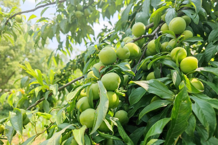 【聚乡村】重庆农村散种新鲜现摘脆甜江安李五月脆凤凰李 江安李 五月
