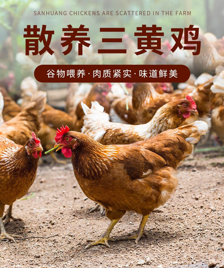 简装加工方式:净膛净重:1500g及以上类别:整鸡品种:三黄鸡商品毛重:0