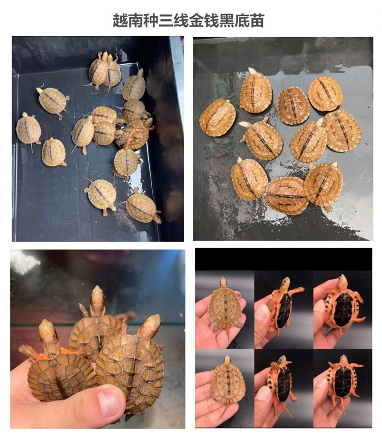 double yellow 三线金钱闭壳乌龟苗活体龟海南种龟越南大黄头龟活体