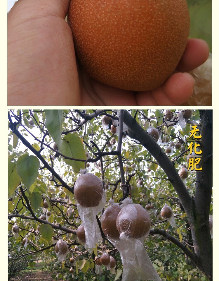 河北魏县红梨 新鲜铁皮梨红皮梨 炖梨冰糖雪梨酸梨水果 精选3斤【图片