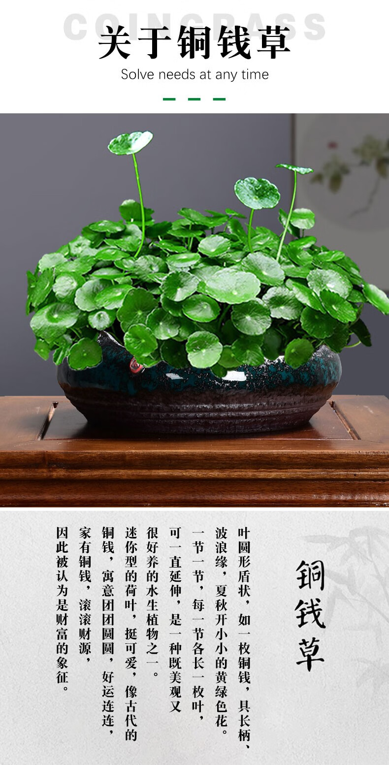 快递铜钱草盆景大叶水培植物花卉好养室内盆栽客厅水养金钱草桌面绿植