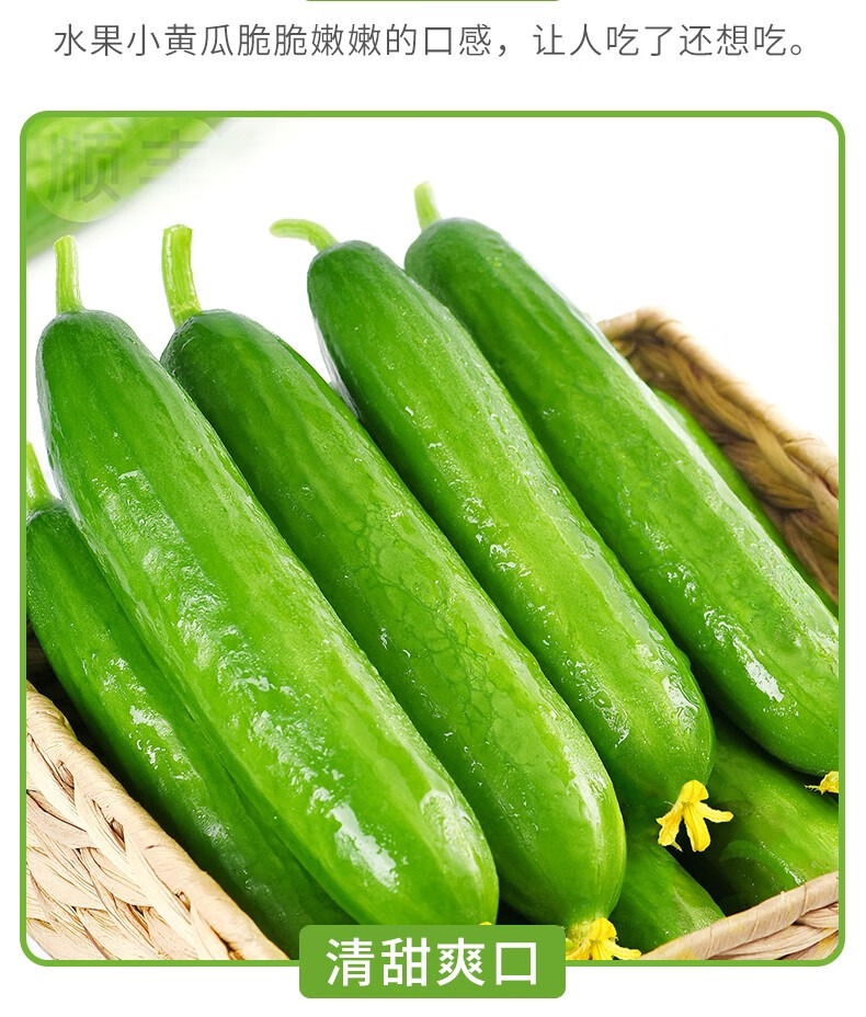 山东小黄瓜水果黄瓜新鲜现摘现发生吃凉拌无刺小青瓜农家蔬菜 2斤实惠