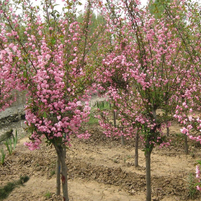 北美海棠树苗 绿化苗木庭院风景树苗当年开花 垂丝海棠盆景10年苗