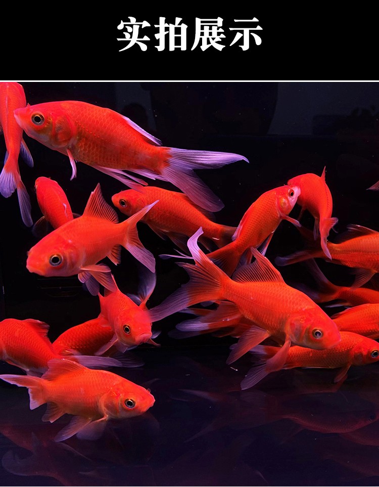 金鱼活体大草金小金鱼苗红花草金冷水鱼好养耐活观赏鱼红鲫锦鲤鱼57cm