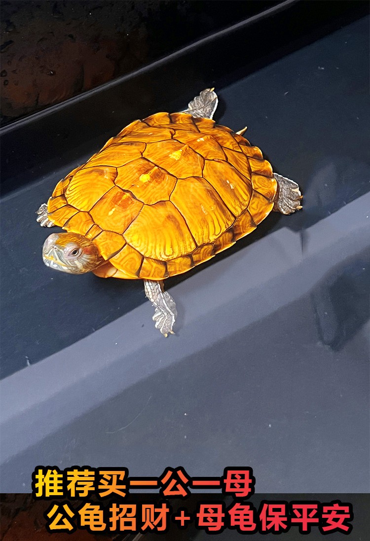 正宗金龟金钱大龟观赏黄金龟宠物小乌龟苗活物水族观赏大乌龟深水吃菜