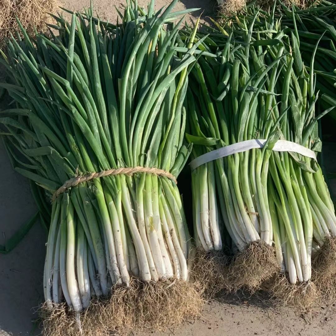 正宗四川香葱现挖葱黄大葱蔬菜1斤