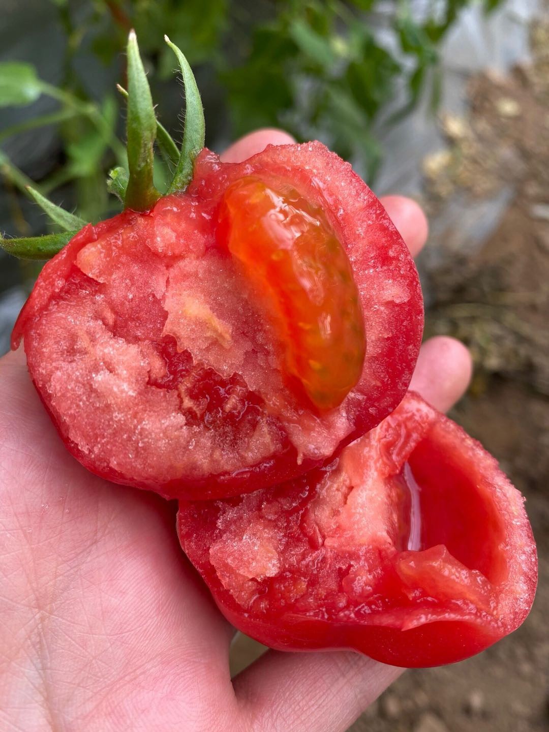 新疆沙瓤西红柿 番茄普罗旺斯 酸甜多汁 新鲜蔬菜水果5斤装 5斤家庭装