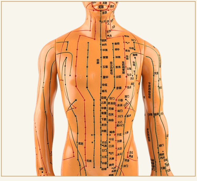 聚开心针灸穴位人体模型经络穴位模特图全身中医十二铜人扎针小皮人