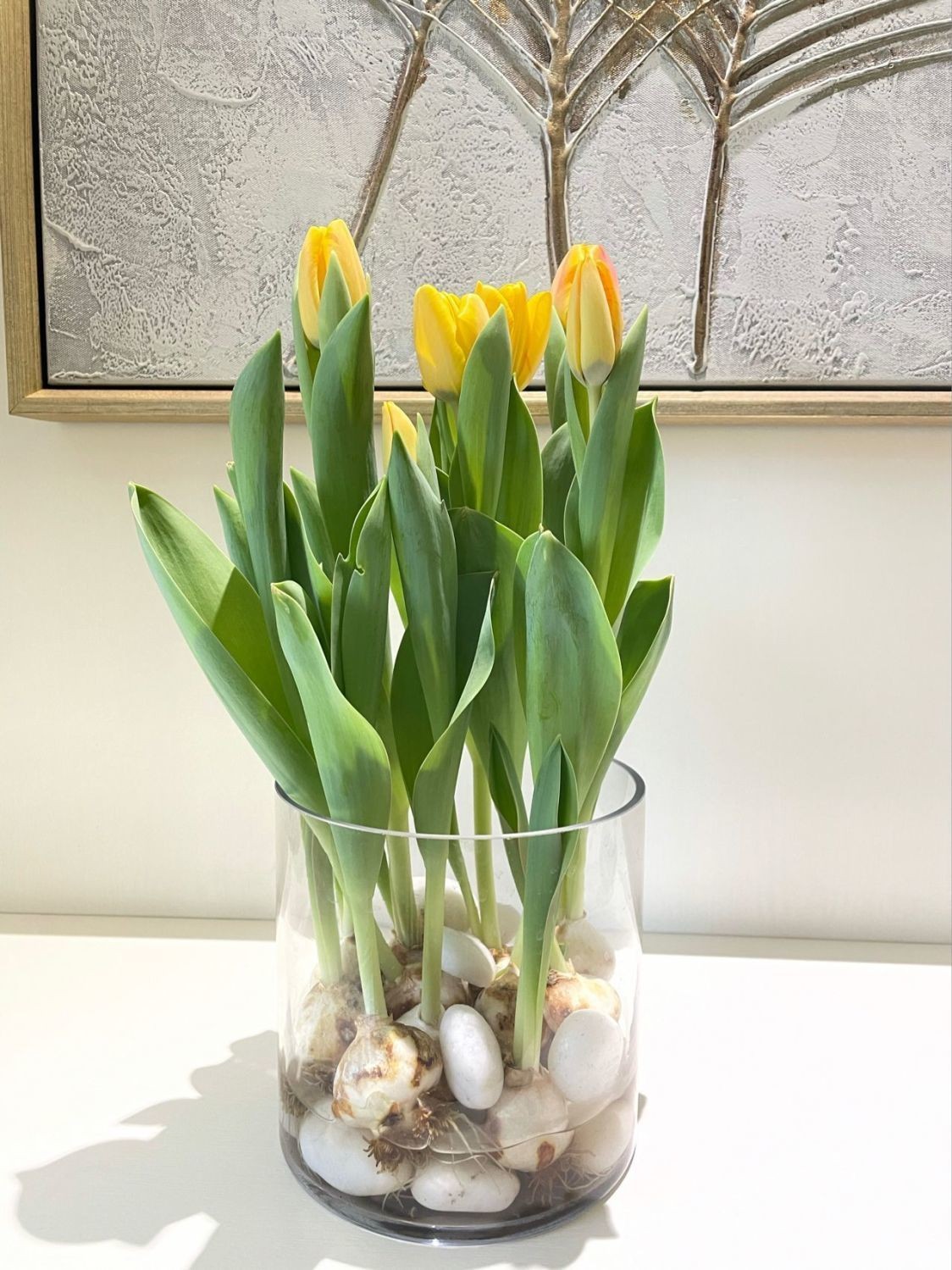 水培郁金香大种球进口重瓣室内四季好养活植物花种子冬季花卉盆栽a7