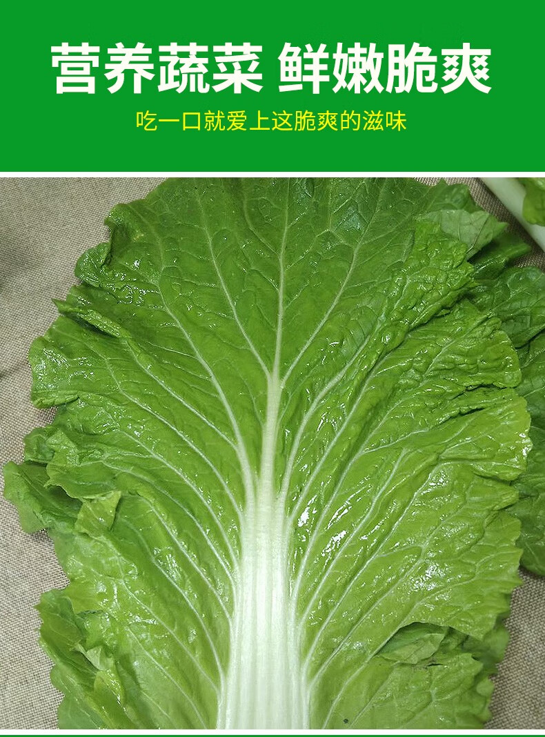 东北新鲜大白菜叶打包饭菜叶蘸酱菜白菜叶20片