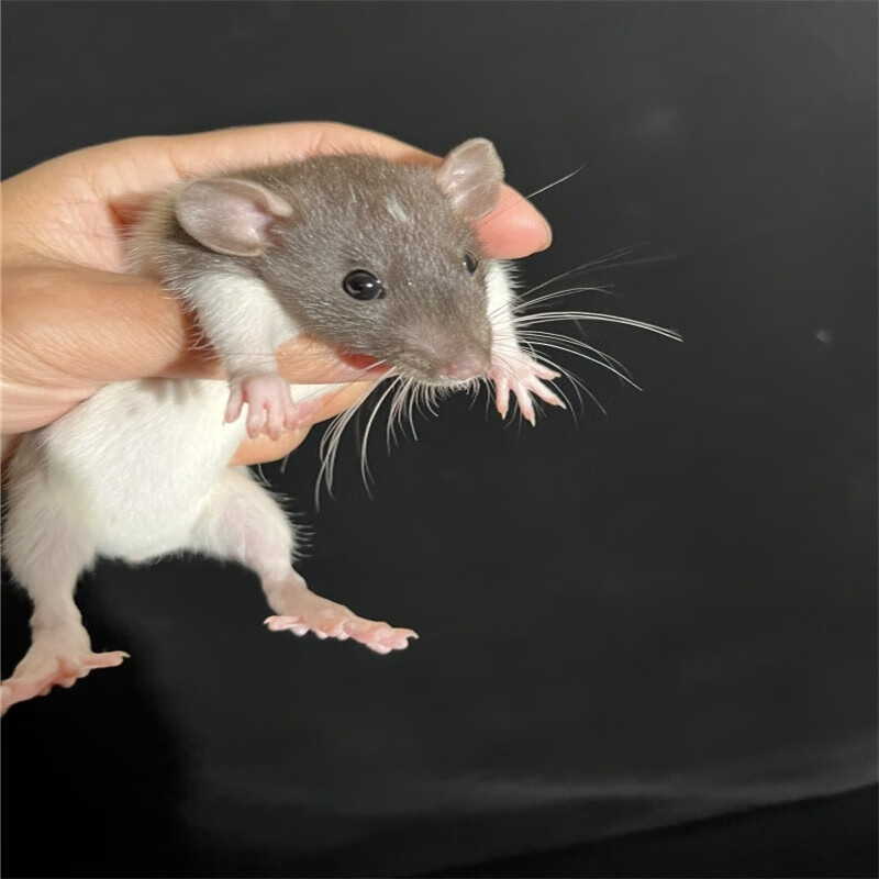 灵狐之家花枝鼠活体宠物幼崽飞象耳包活亲人小型宠物鼠正脸活体 正脸