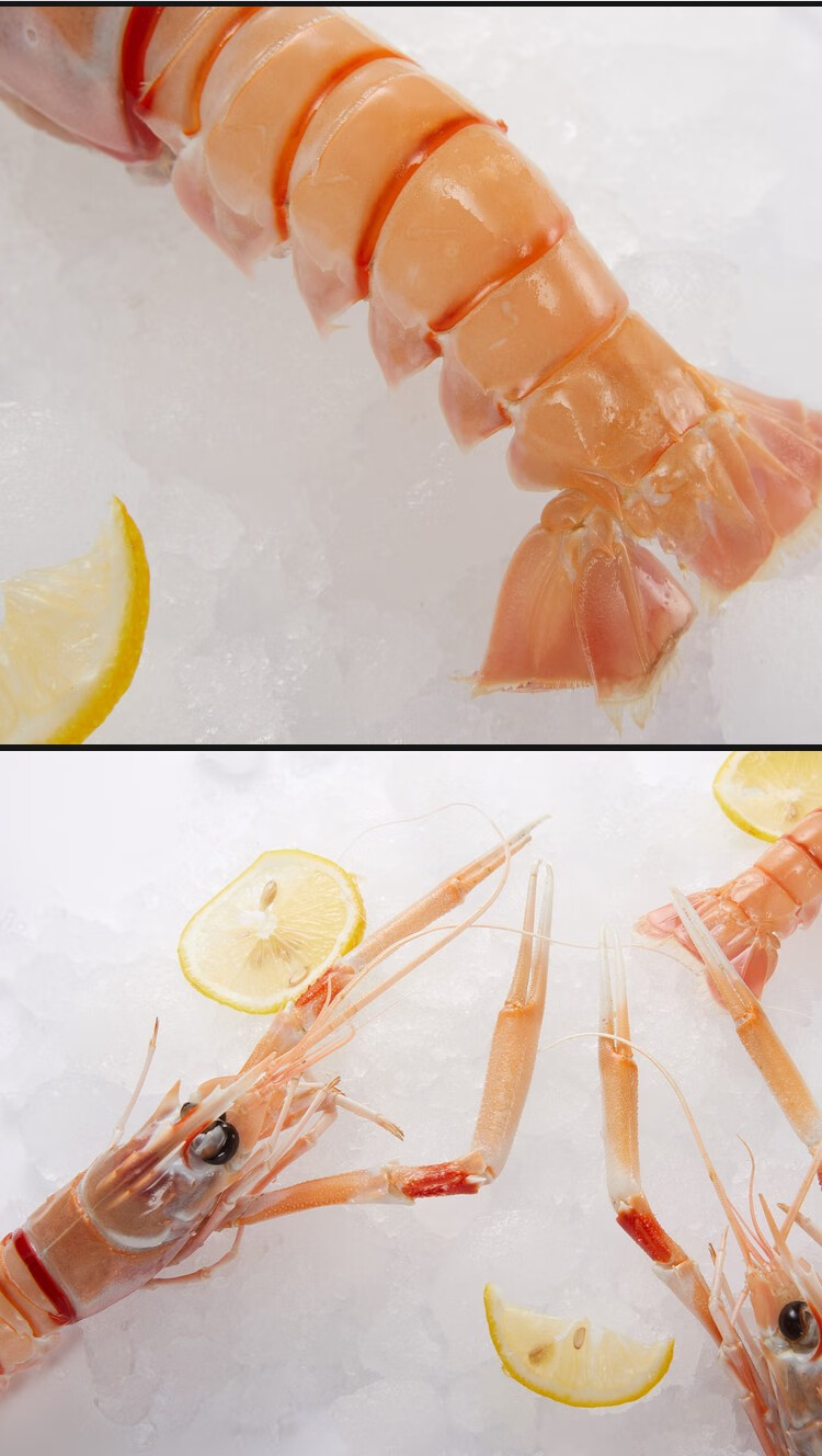 louise 新西兰进口鳌虾 南极深海刺身即食1号suampi斯干比虾超大10只