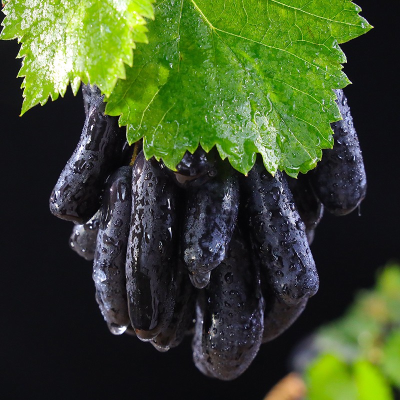 源外云南金手指葡萄 蓝宝石无籽黑提 现摘新鲜水果【顺丰空运多地隔日