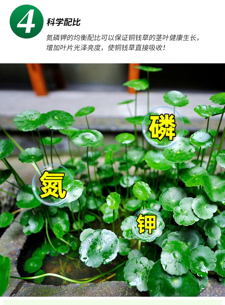 诺德禾润铜钱草专用型植物营养液