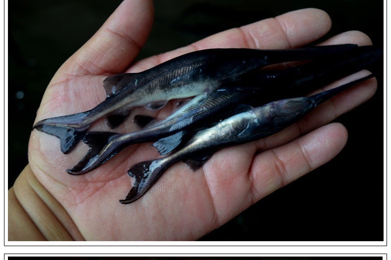 有心意名贵观赏鱼活体长嘴鲟鱼幼苗路亚鸭咀鱼苗好养耐活匙吻鲟鸭鱼苗