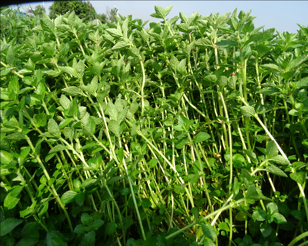 媚调云南野菜水薄荷 傣味麻章那香草 新鲜蔬菜水香菜 1000克【图片